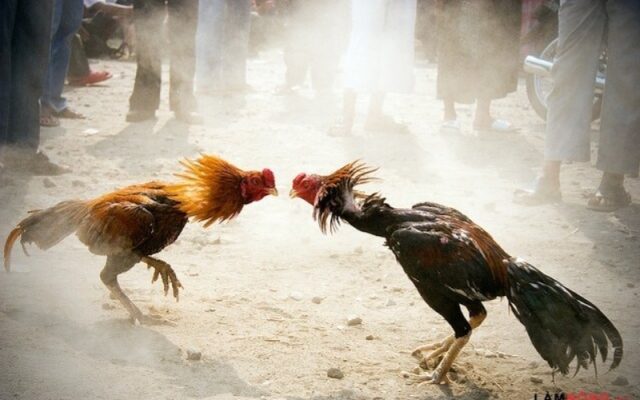 Cách nhận biết tướng gà linh qua những đặc điểm cơ bản