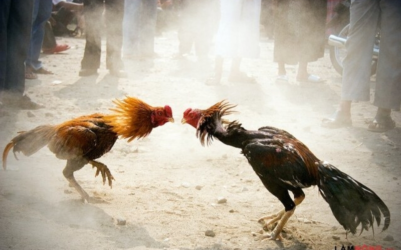 Cách nhận biết tướng gà linh qua những đặc điểm cơ bản